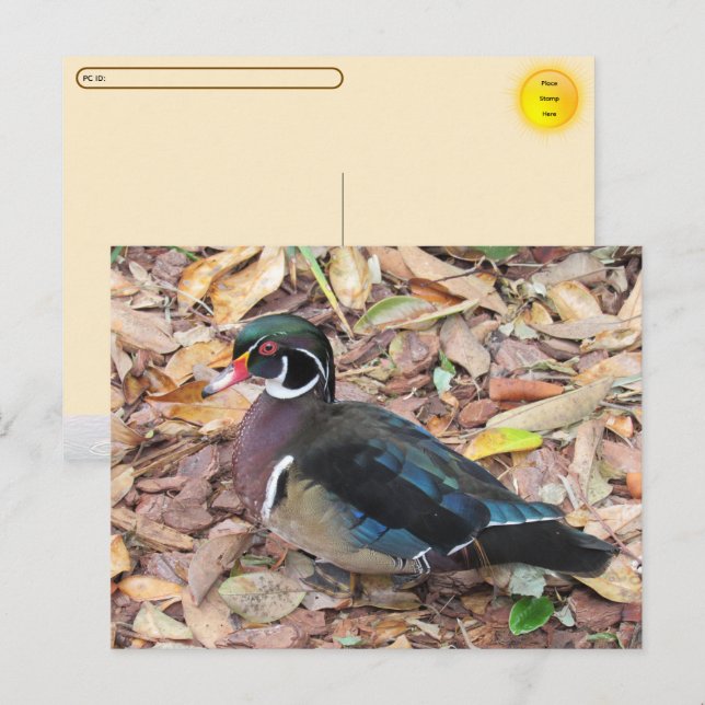 Postcrossing - Carte postale de Canard branchu (Devant / Derrière)