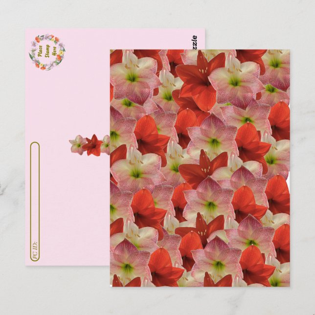 Postcrossing - Carte postale florale Amaryllis (Devant / Derrière)