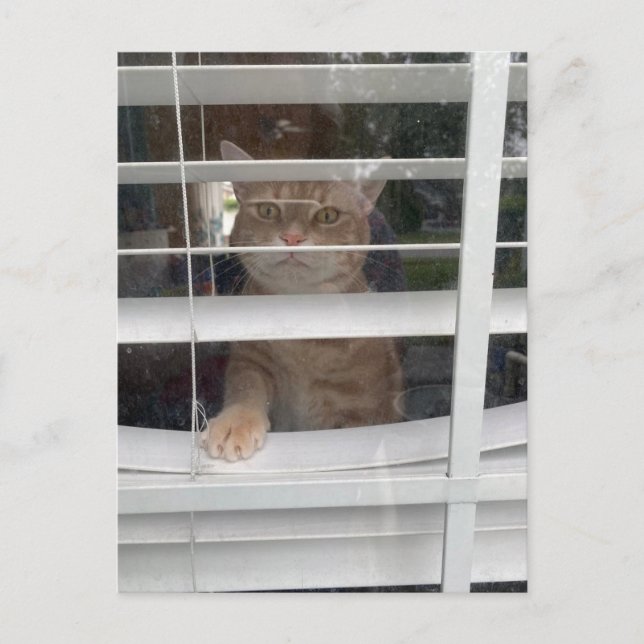 Postcrossing - La carte postale Où est maman chat (Devant)