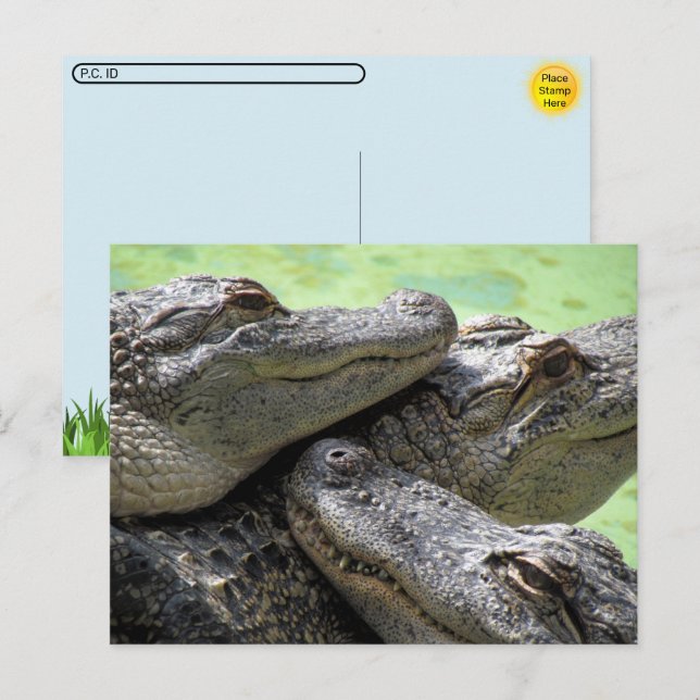 Poste - Carte postale de la partie Alligator (Devant / Derrière)