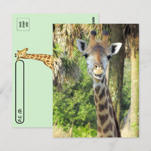 Poste - Carte postale Silly Giraffe