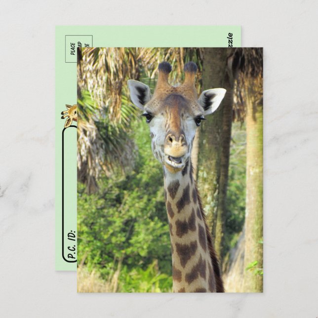Poste - Carte postale Silly Giraffe (Devant / Derrière)