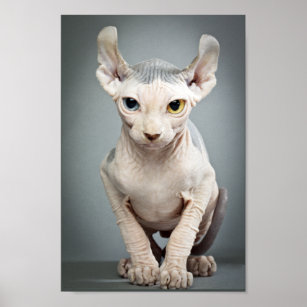 Poster 11 Sphinx Cat
