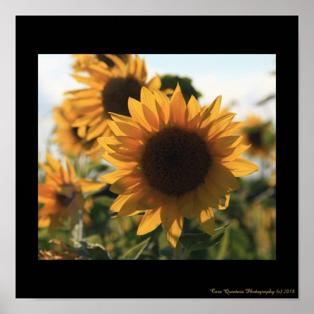 Poster 12X12 Grand Beau Tournesol (Devant)