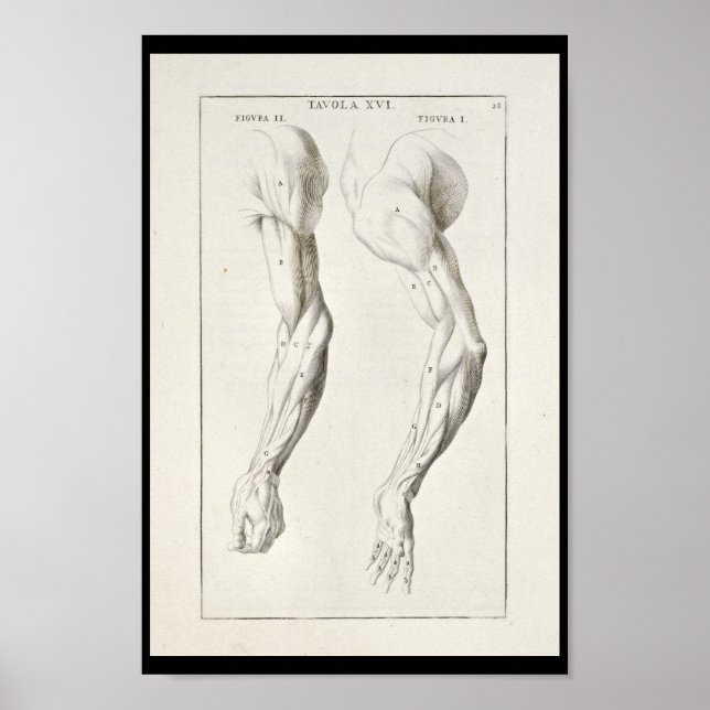 Poster 1691 Anatomie artistique Muscles Arm Art Print (Devant)