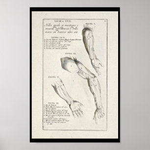 Poster 1691 Anatomie artistique Muscles Arm Art Print