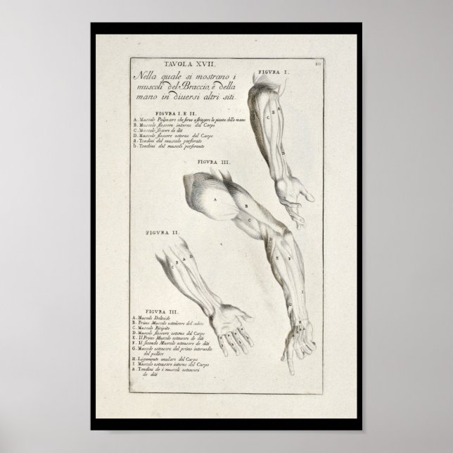 Poster 1691 Anatomie artistique Muscles Arm Art Print (Devant)