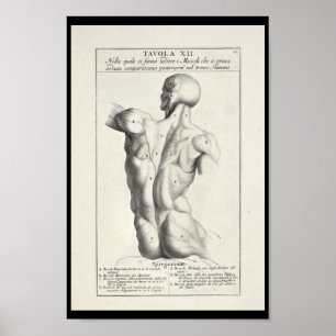 Poster 1691 Anatomie artistique Muscles de dos Art Print
