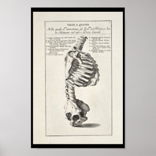 Poster 1691 Anatomie artistique Squelette Squelette Art i