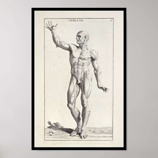 Poster 1691 Artistique Anatomie Muscles Corps Art Imprime (Devant)