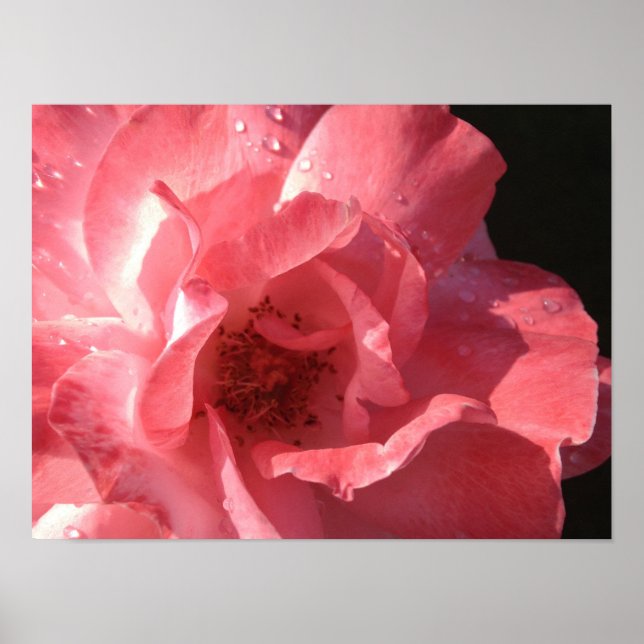 Poster 16 x 12 (Devant)