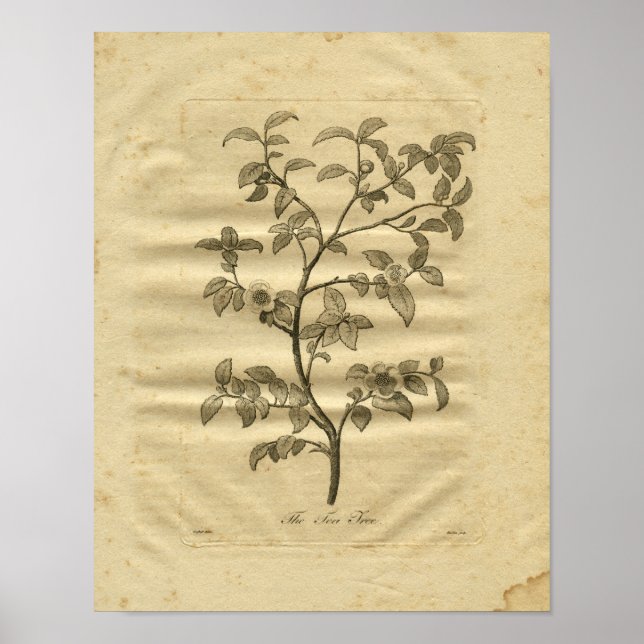 Poster 1817 Tea Tree Culpeper Herbal Print (Devant)