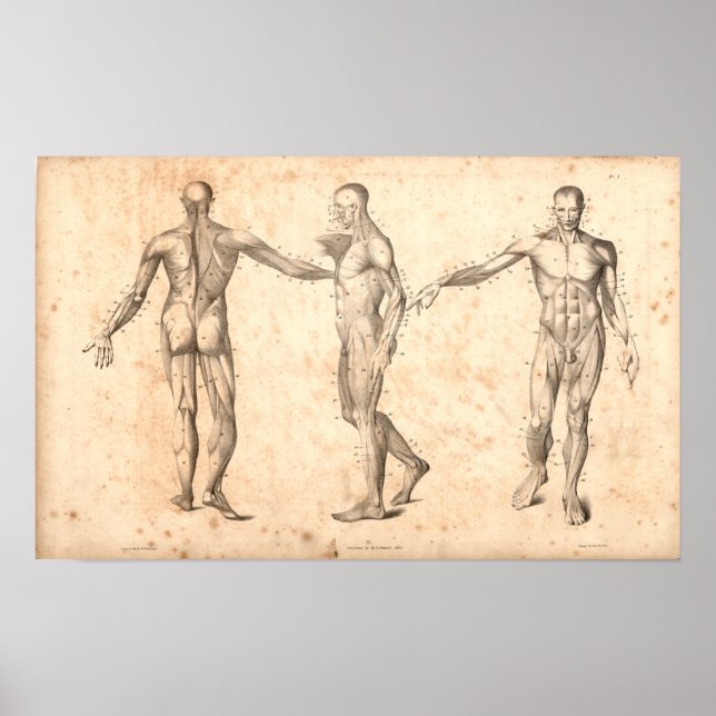 Poster 1833 Muscles Anatomie Vintage Imprimer (Devant)