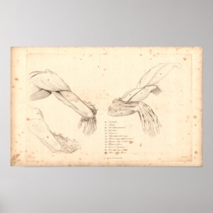 Poster 1833 muscles de copie vintage d'anatomie de bras