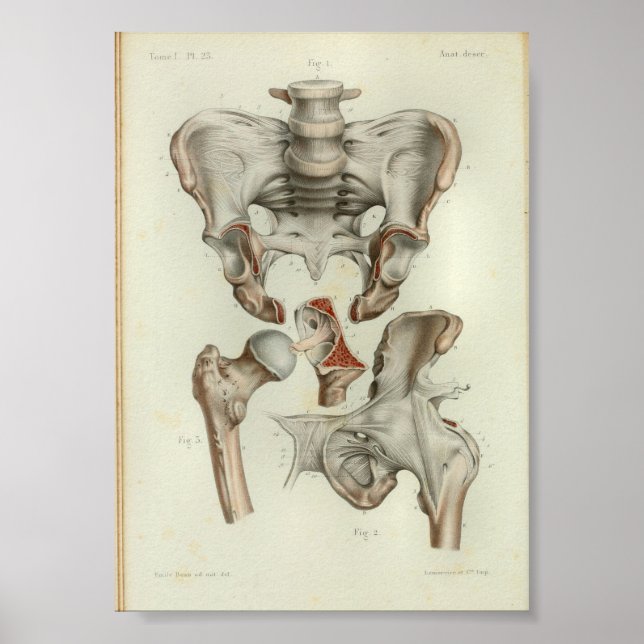 Poster 1844 Anatomie Vintage Imprimer Pelvis Hip (Devant)