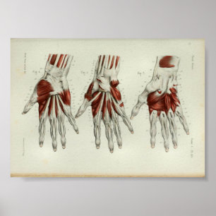 Poster 1844 copies vintages d'anatomie Muscles la main