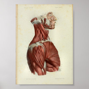 Poster 1844 Muscles d'impression anatomiques Vintages