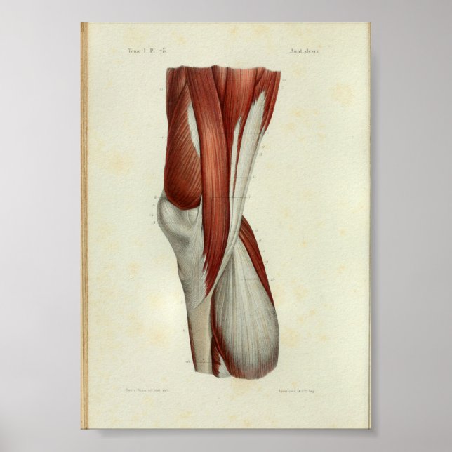 Poster 1844 Muscles Vintages d'anatomie (Devant)