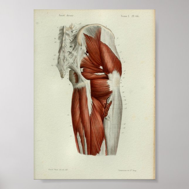 Poster 1844 Vintage Anatomie Muscles d'impression Hip (Devant)