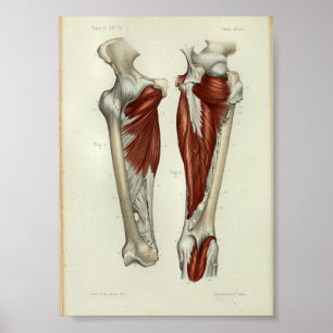 Poster 1844 Vintage Anatomie Muscles d'impression Jambe