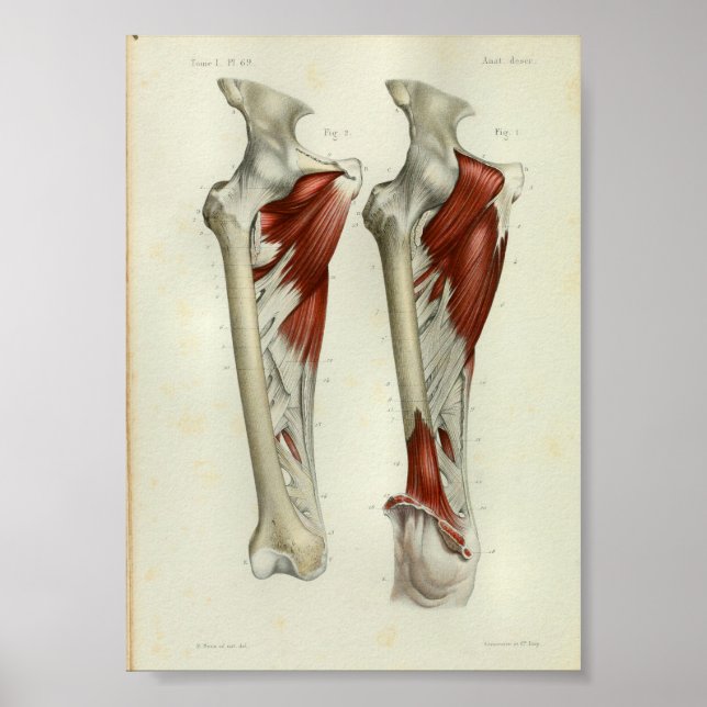 Poster 1844 Vintage Anatomie Muscles d'impression Jambe (Devant)