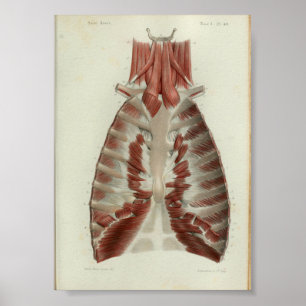 Poster 1844 Vintage Anatomy Print Muscles Chest