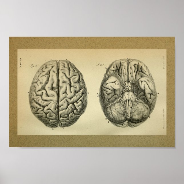 Poster 1850 Anatomie Vintage Imprimer Cerveau (Devant)