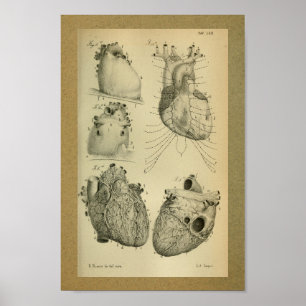 Poster 1850 Anatomie Vintage Imprimer Coeur humain