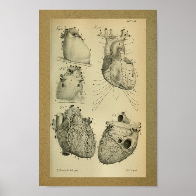 Poster 1850 Anatomie Vintage Imprimer Coeur humain (Devant)