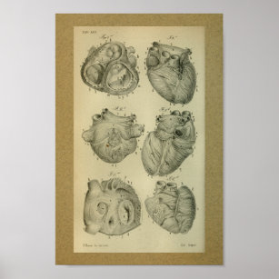 Poster 1850 Anatomie Vintage Imprimer Coeur humain