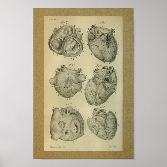 Poster 1850 Anatomie Vintage Imprimer Coeur humain (Devant)