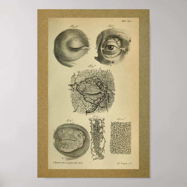 Poster 1850 Anatomie Vintage Imprimer les artères oculair (Devant)