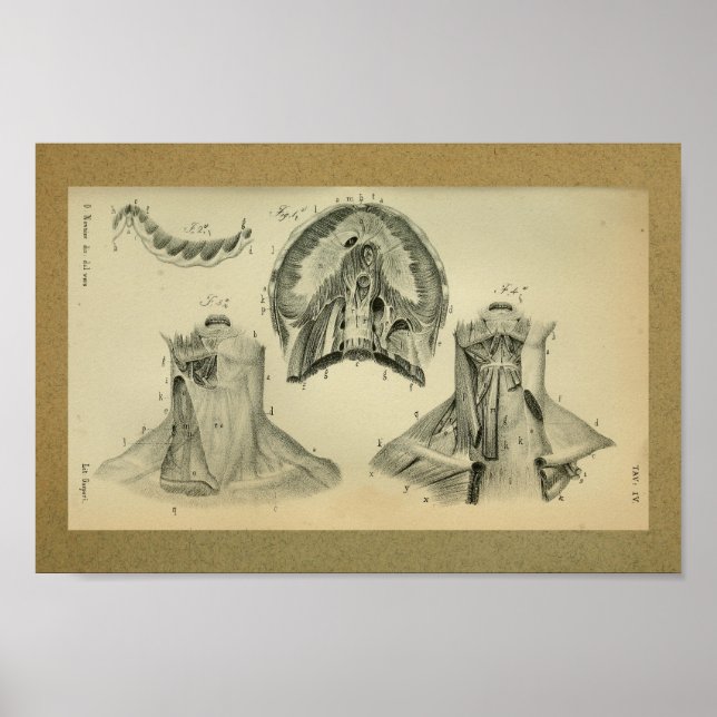 Poster 1850 Muscles à membrane d'impression à anatomie Vi (Devant)