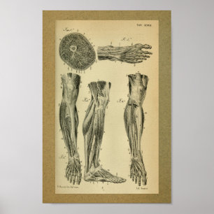Poster 1850 Muscles d'anatomie Vintage