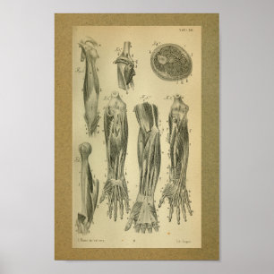 Poster 1850 Muscles d'anatomie Vintage