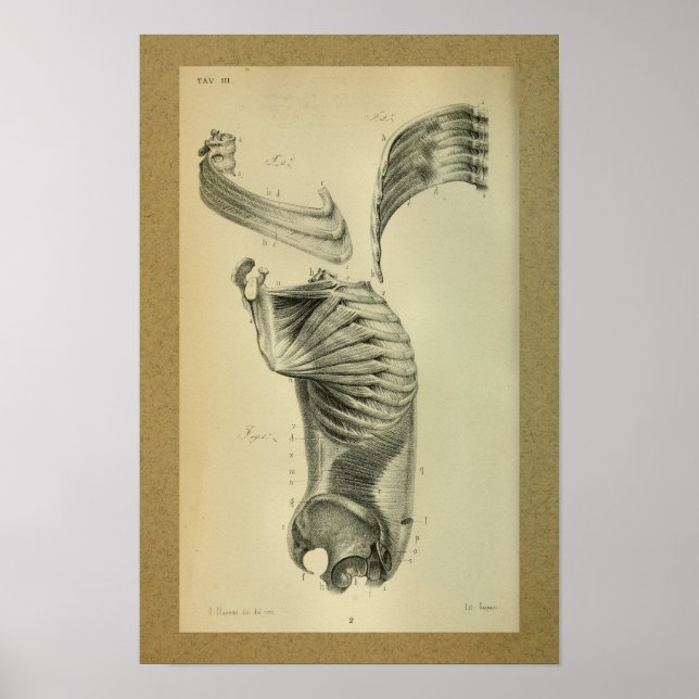 Poster 1850 Muscles d'épaule à imprimer à l'anatomie Vint (Devant)