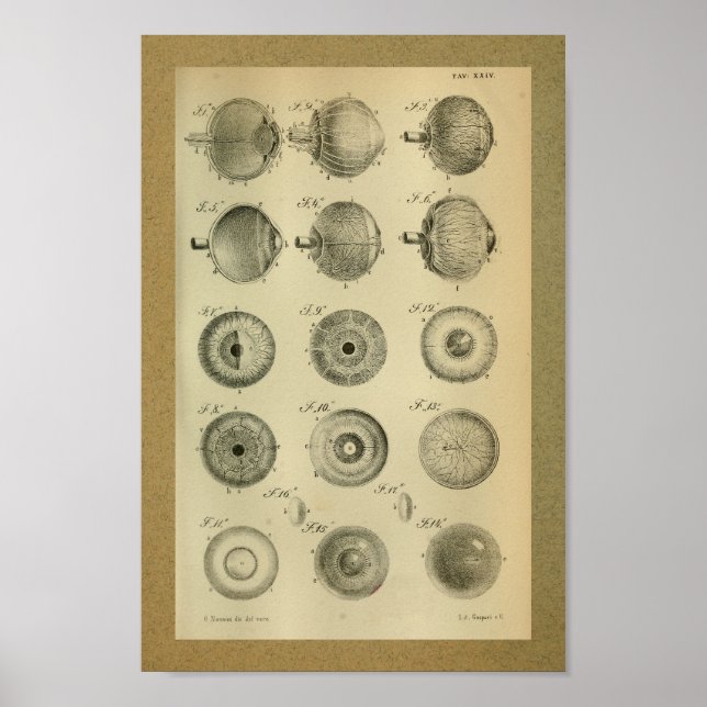 Poster 1850 Muscles d'oeil Vintages d'anatomie (Devant)
