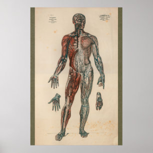 Poster 1851 Vintage Blood Supply Anatomy Chart