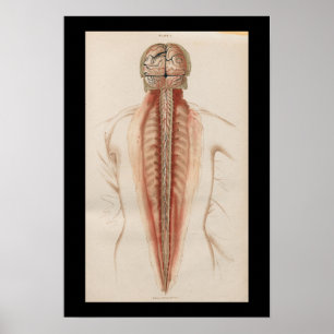 Poster 1852 Anatomie Vintage Cerveau Cordon épinal