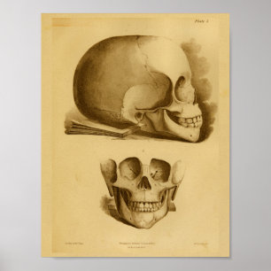 Poster 1854 Vintage anatomie crâne humain