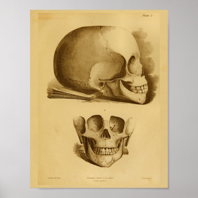 Poster 1854 Vintage anatomie crâne humain (Devant)