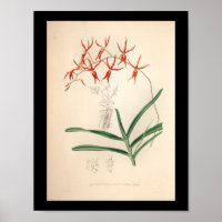 1860 Vintage orchidée Flower Rouge