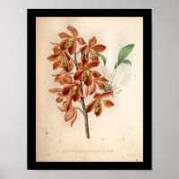 1860 Vintage orchidée Flower Rouge
