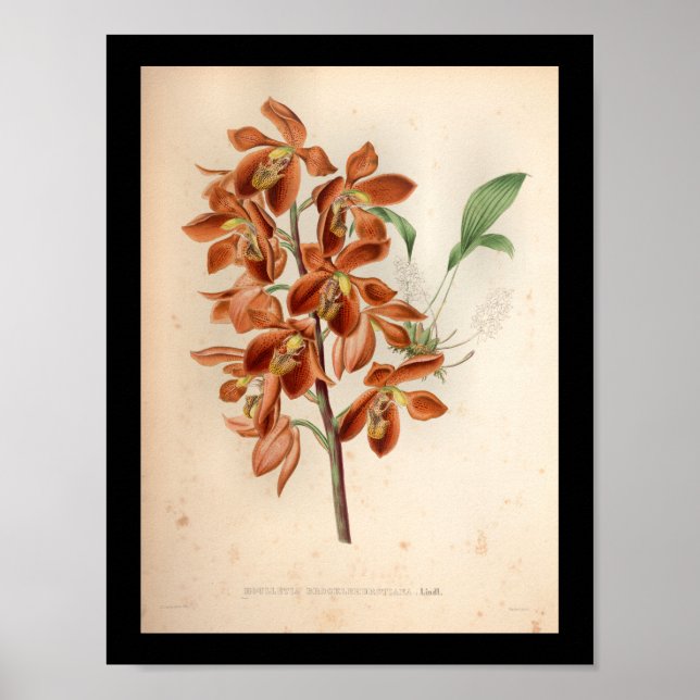 Poster 1860 Vintage orchidée Flower Rouge (Devant)