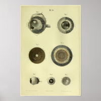 1866 Anatomie des yeux humains