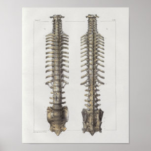 Poster 1867 Os colonne vertébrale Anatomie Vintage Imprim