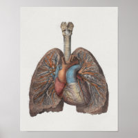 1867 Poumons Coeur Anatomie Vintage Imprimer