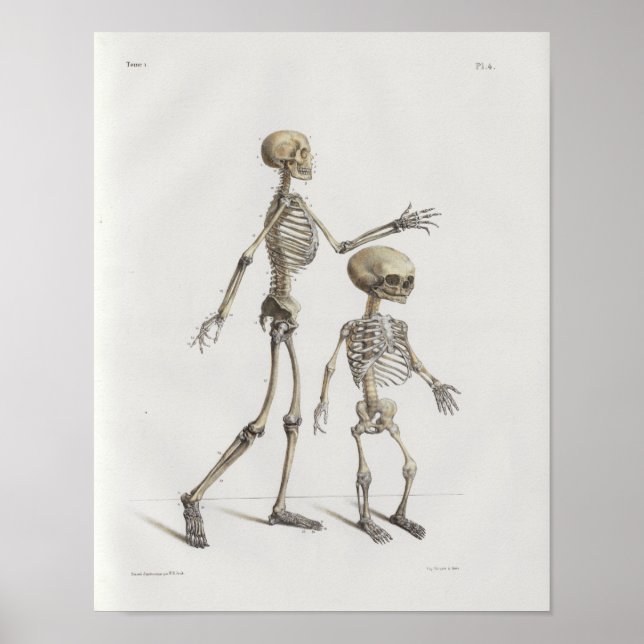 Poster 1867 Skeleton Bones Vintage Anatomy Medical Print (Devant)
