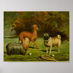 Poster 1881 Vintage Terrier et Carlin Imprimer