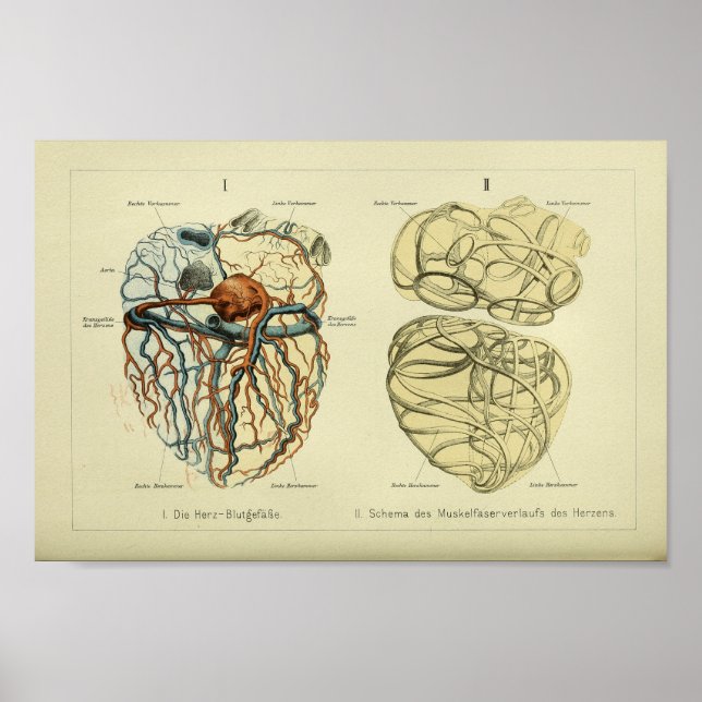 Poster 1886 Anatomie Vintage du coeur humain Imprimer (Devant)